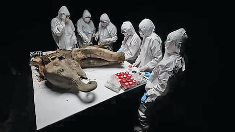 baby mammoth autopsy