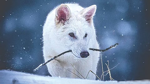 ancient wolves mystery