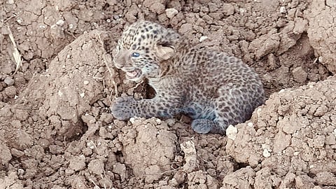 leopard cub 