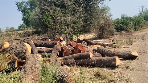 Slaughter of trees in Pard area