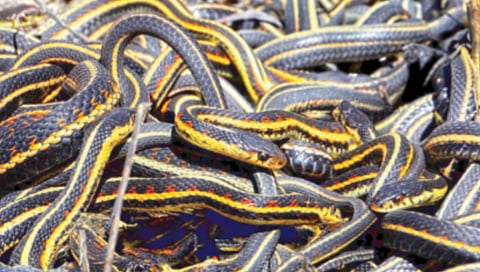 snake-honeymoon-destination