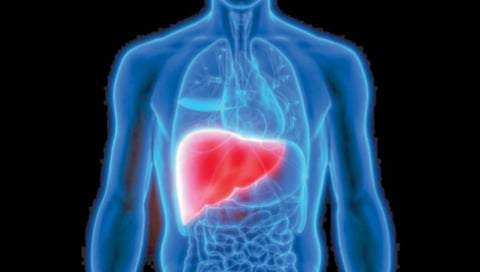 diet-harmful-for-liver-health