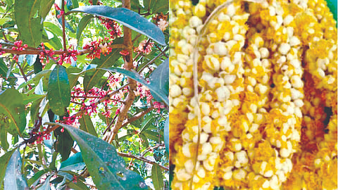 Surangi clove yield drop