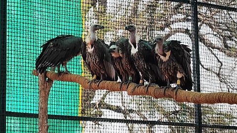 Vultures in Tadoba