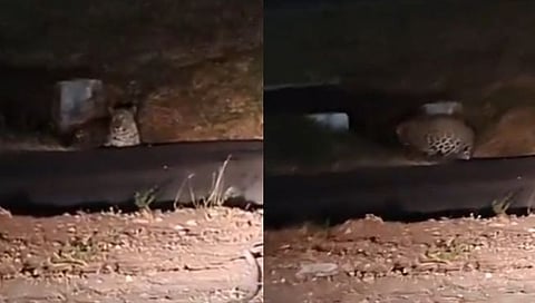 Pune Airport Leopard