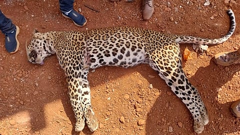 Leopard death