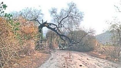 Chandrapur Agriculture Loss in Hailstorm