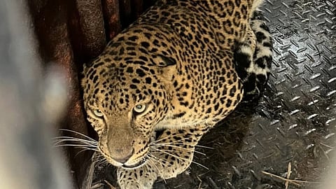 Pune Leopard News