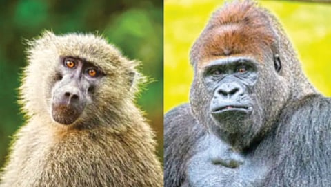 difference-between-monkeys-and-apes