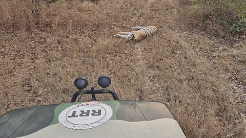 Chandrapur Tigress Captured in Dongargaon area