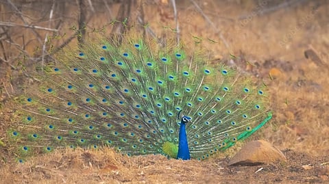 Tadoba Andhari Tiger Reserve |