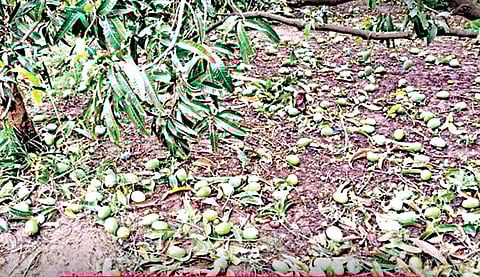 Unseasonal rain Nashik   |  अवकाळीचा कांदा, आंब्याला मोठा तडाखा