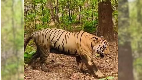 Tiger Fight for Territory  