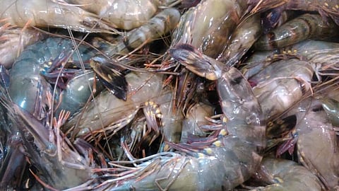 Achara Parwadi Shrimp Farm
