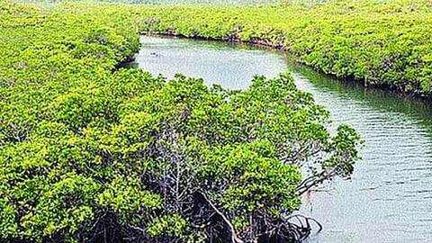 Palghar Environmental Crime 