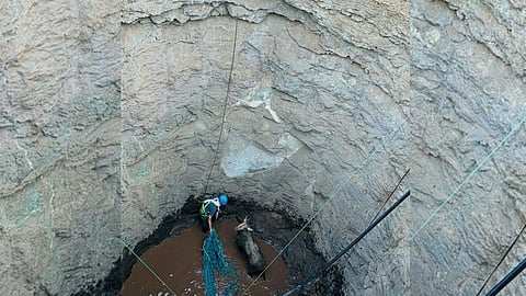 Nilgai rescued from deep well