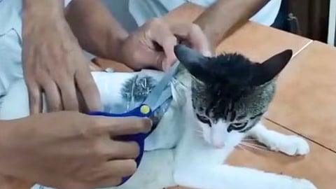 Cat Smuggling Drugs Costa Rica Prison 