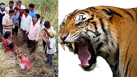 Tiger attack in chandrapur 