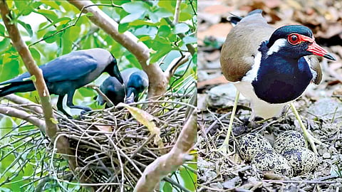 Rain prediction by nature