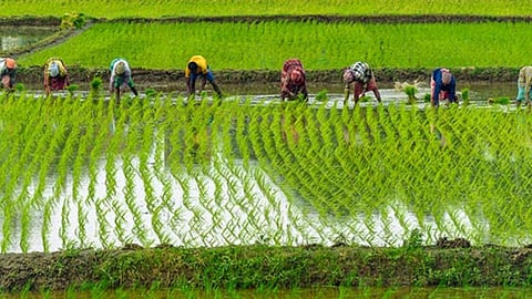 Farmer Advisory Maharashtra