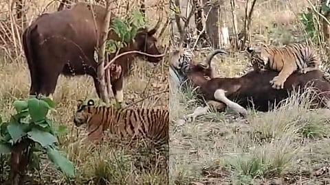 Tadoba Andhari Tiger Reserve