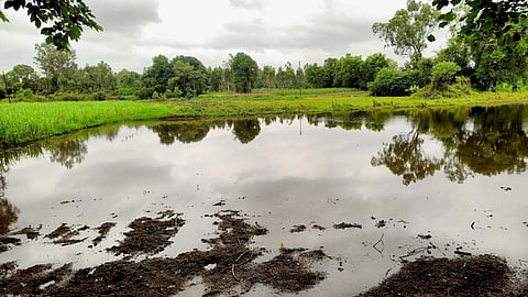 Premonsoon rain  delayed sowing