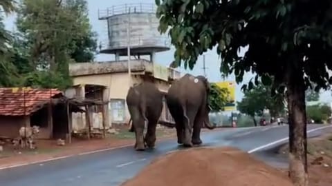 Sindewahi taluka elephant Entry 