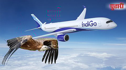IndiGo plane vulture strike 
