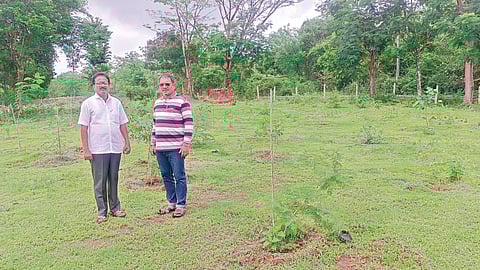 Devrai plantation drive