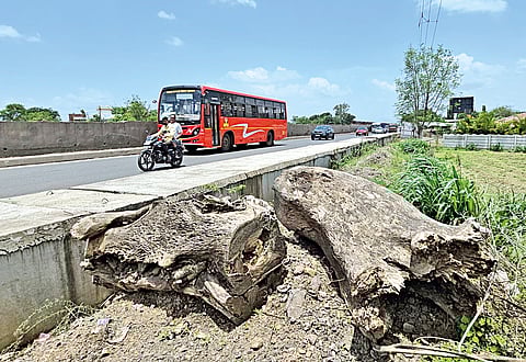 Satara Tree Cutting |