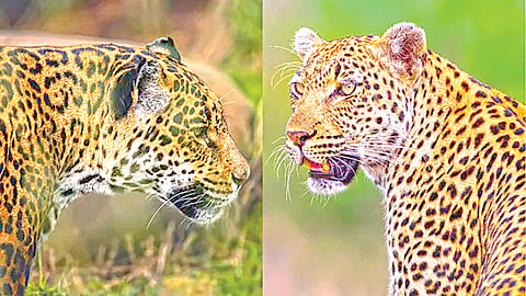 What is the difference between a jaguar and a leopard?
