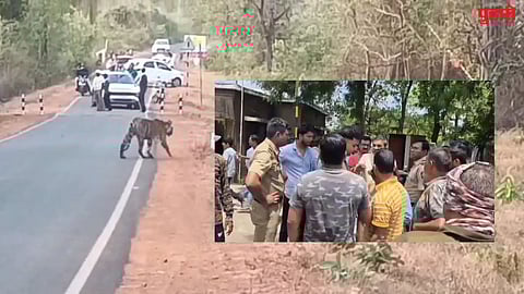 Tadoba Wildlife  Misbehavior