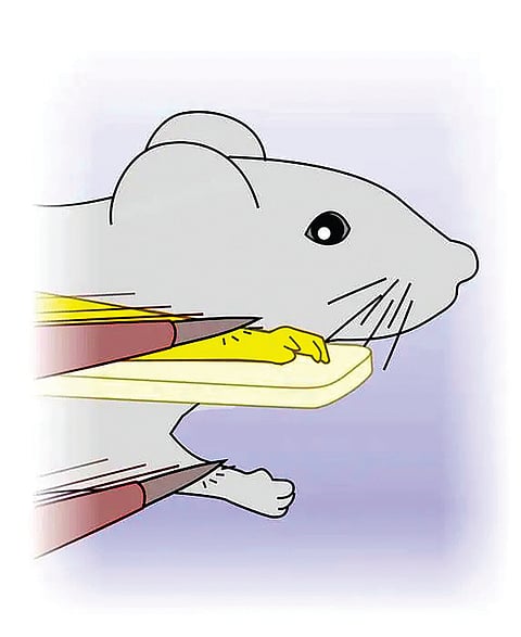 lab-mice-accept-artificial-organs-as-their-own