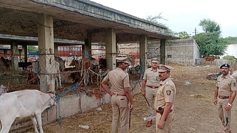 Illegal Cattle Transport in Nagpur