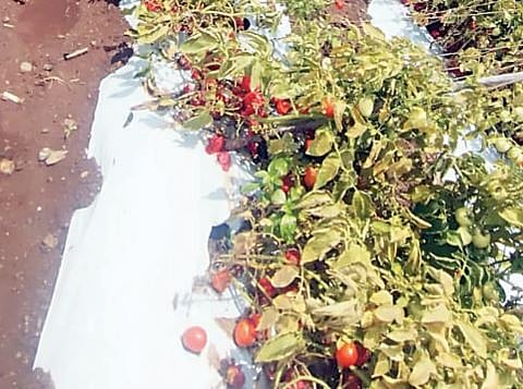 Tomato Crop Damage
