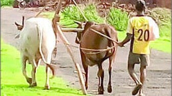 Khopoli Agriculture Update