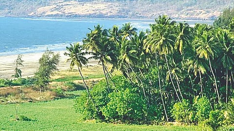 climate-change-impact-on-crop-roots