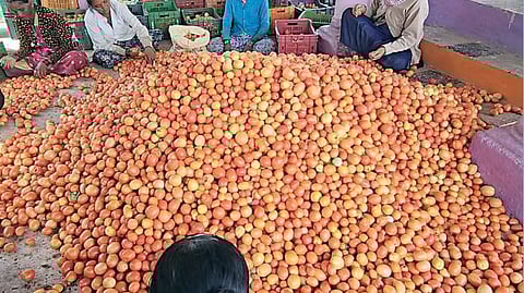 Narayangaon Tomato Price