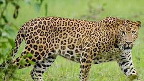 Leopard in Sangli