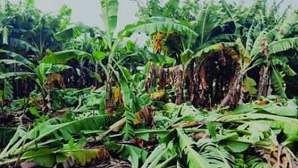 Sambhajinagar Rain News