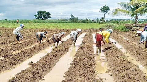 Rains cause crisis in Kharif season 
Kharif Crop
