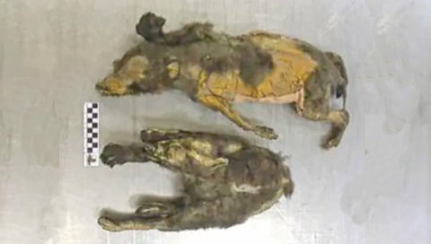 14,000-year-old mummified ‘puppies’ weren’t dogs at all, new research shows