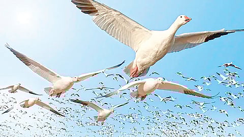 how-do-birds-travel-thousands-of-miles