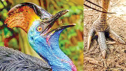 worlds-most-dangerous-bird-southern-cassowary