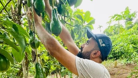 Avocado farming in Vasai