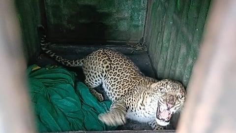 दिंडोरी (नाशिक)