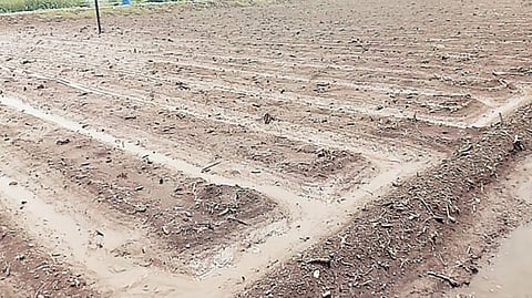 दौंड तालुक्यात ऊस लागवड लांबणीवर;सततच्या पावसाचा उत्पन्नावर होणार परिणाम