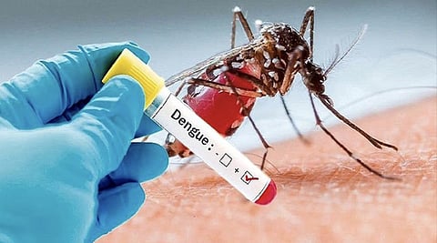 Pune Dengue Cases