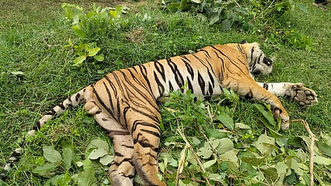 Chandrapur Tiger Death 
