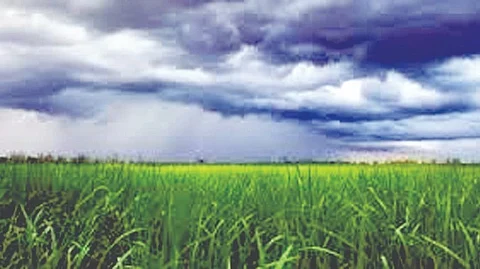 चांदवडमध्ये दमदार पाऊस! 15 दिवसांनंतर पिकांना नवसंजीवनी | Nashik Rain Update
